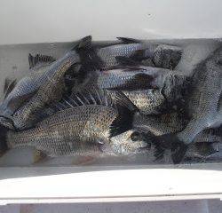 バラモン1号 釣果