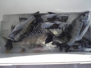 バラモン1号 釣果