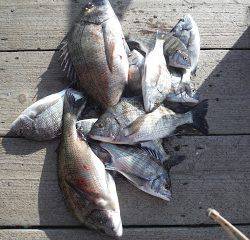 バラモン1号 釣果