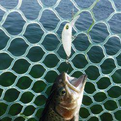 浜名湖フィッシングリゾート 釣果
