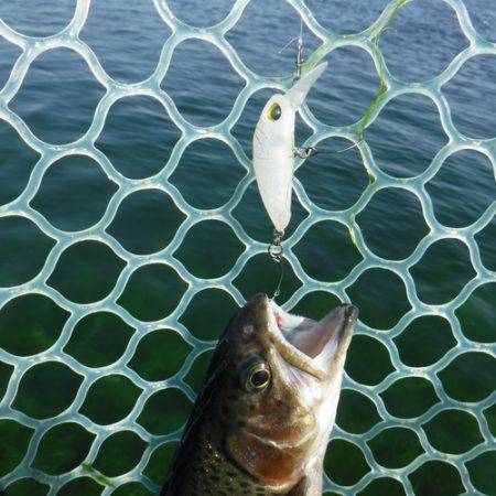 浜名湖フィッシングリゾート 釣果