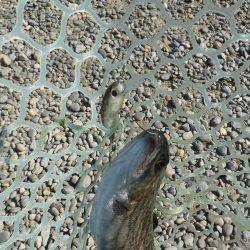 浜名湖フィッシングリゾート 釣果