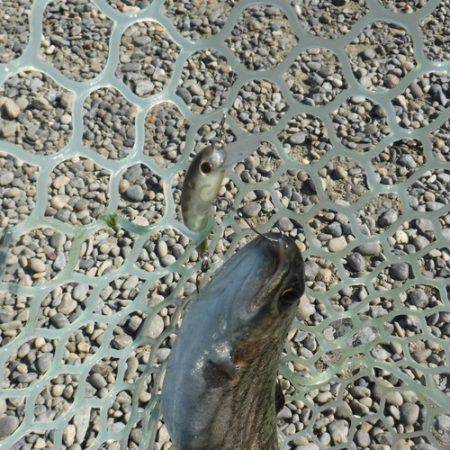 浜名湖フィッシングリゾート 釣果