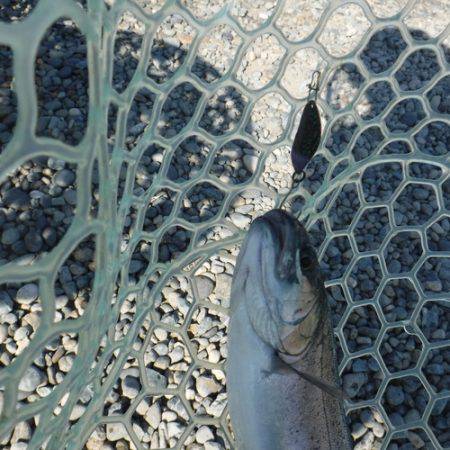 浜名湖フィッシングリゾート 釣果