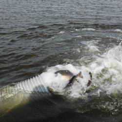 浜名湖フィッシングリゾート 釣果
