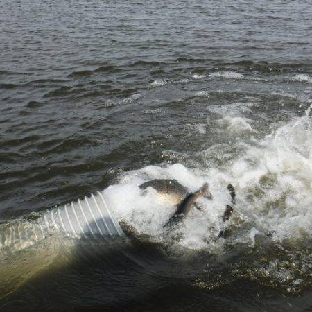 浜名湖フィッシングリゾート 釣果