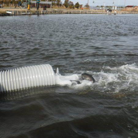 浜名湖フィッシングリゾート 釣果