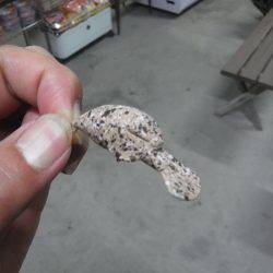 浜名湖フィッシングリゾート 釣果