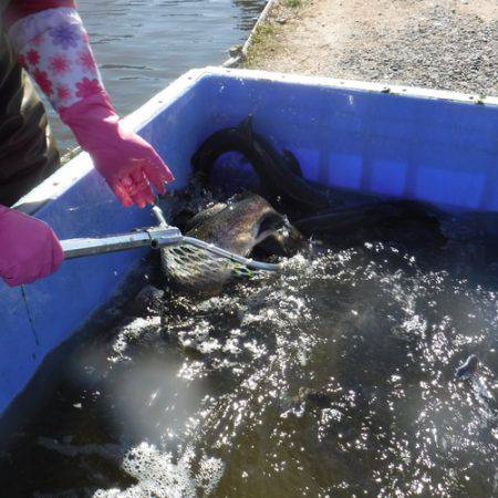 浜名湖フィッシングリゾート 釣果