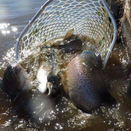 浜名湖フィッシングリゾート 釣果