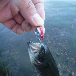 浜名湖フィッシングリゾート 釣果