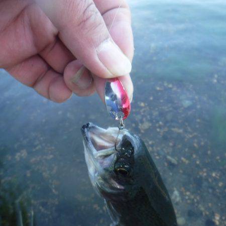 浜名湖フィッシングリゾート 釣果