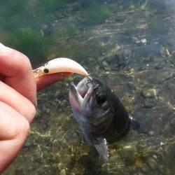 浜名湖フィッシングリゾート 釣果