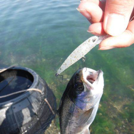 浜名湖フィッシングリゾート 釣果