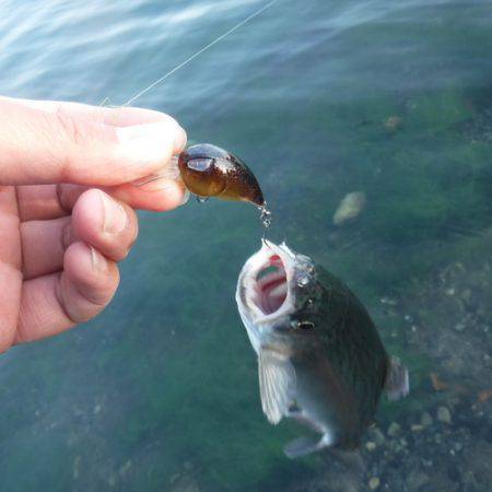 浜名湖フィッシングリゾート 釣果
