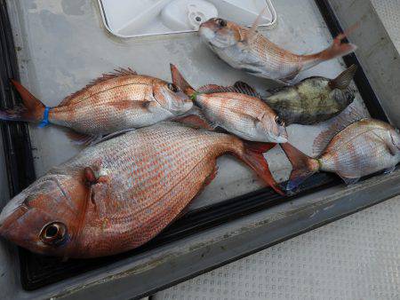 Fisherman Dreams DI 釣果