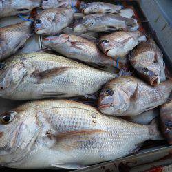 Fisherman Dreams DI 釣果