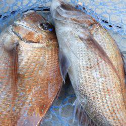 Fisherman Dreams DI 釣果