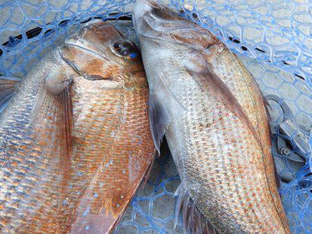 Fisherman Dreams DI 釣果