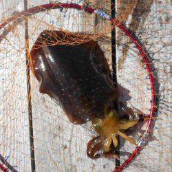 こかわ渡船　雅丸 釣果