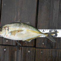 こかわ渡船　雅丸 釣果