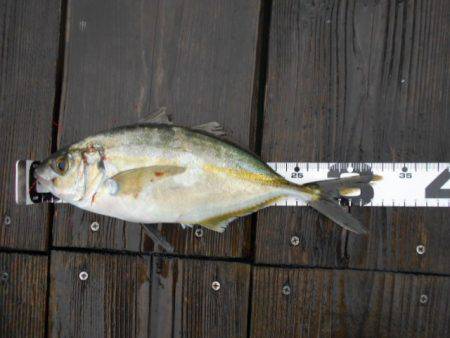 こかわ渡船　雅丸 釣果
