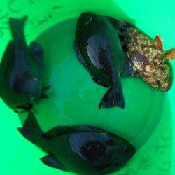 こかわ渡船　雅丸 釣果