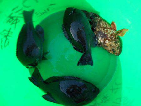 こかわ渡船　雅丸 釣果