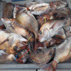 Fisherman Dreams DI 釣果