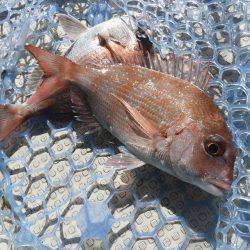 Fisherman Dreams DI 釣果