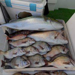 フィッシングボート空風(そらかぜ) 釣果