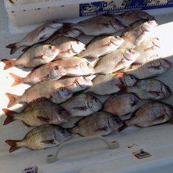 フィッシングボート空風(そらかぜ) 釣果