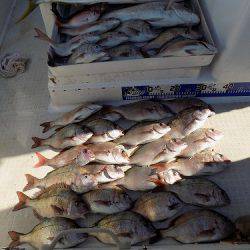 フィッシングボート空風(そらかぜ) 釣果