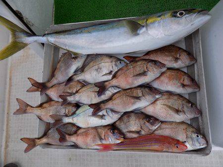 フィッシングボート空風(そらかぜ) 釣果