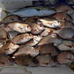 フィッシングボート空風 釣果