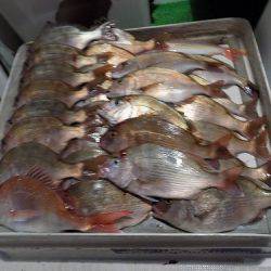 フィッシングボート空風(そらかぜ) 釣果