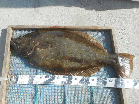 大進丸（愛知） 釣果