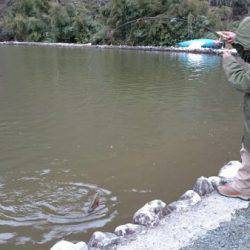 フィッシングエリア帝釈 釣果