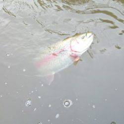 フィッシングエリア帝釈 釣果