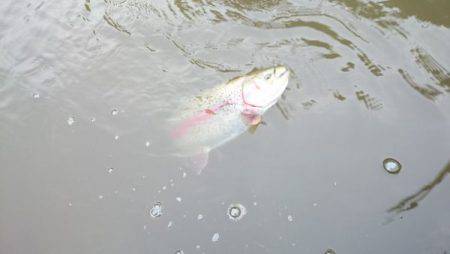 フィッシングエリア帝釈 釣果