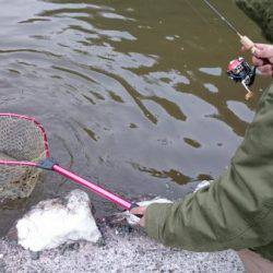 フィッシングエリア帝釈 釣果