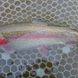 フィッシングエリア帝釈 釣果