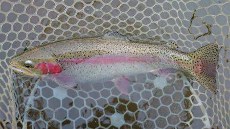 フィッシングエリア帝釈 釣果