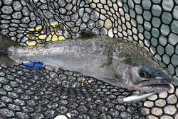 朝霞ガーデン 釣果