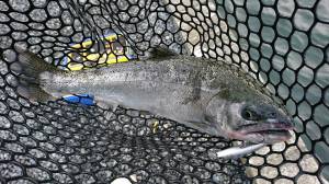 朝霞ガーデン 釣果