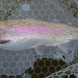 フィッシングエリア帝釈 釣果