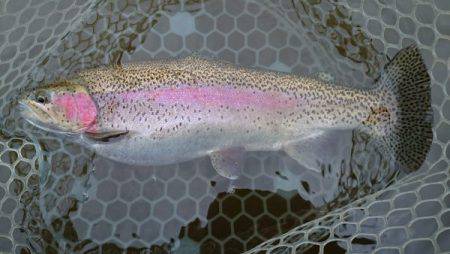 フィッシングエリア帝釈 釣果