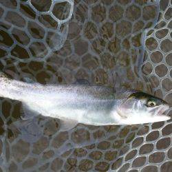 フィッシングエリア帝釈 釣果