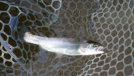 フィッシングエリア帝釈 釣果