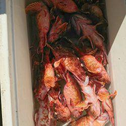 恵比寿丸（兵庫） 釣果